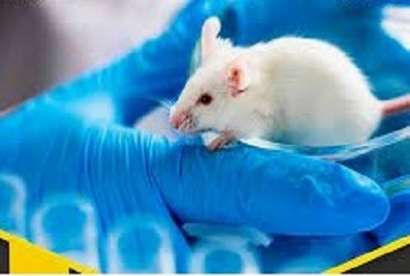 کمیته تخصصی اخلاق در کار با حیوانات آزمایشگاهی